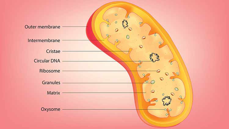 Did you know that you only inherit DNA from your mother? Mitochondrial DNA
