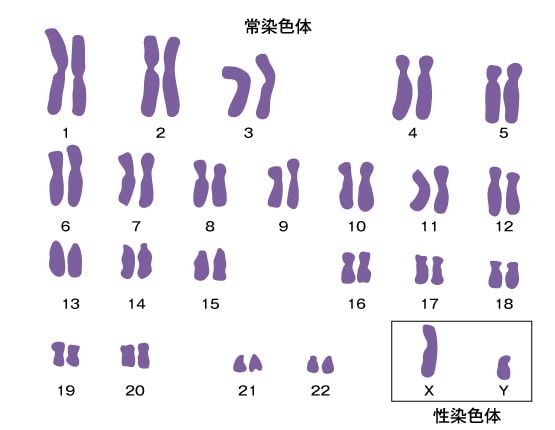 常染色体と性染色体