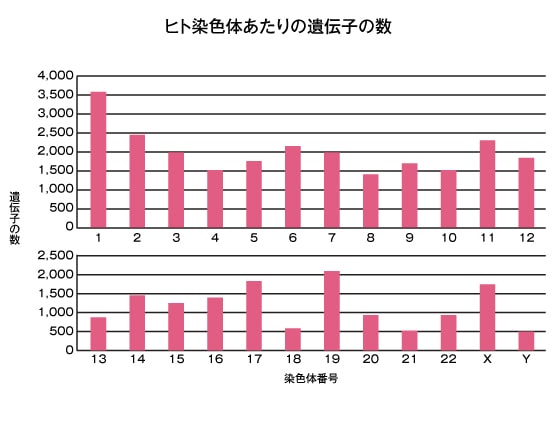 ヒト染色体当たりの遺伝子の数